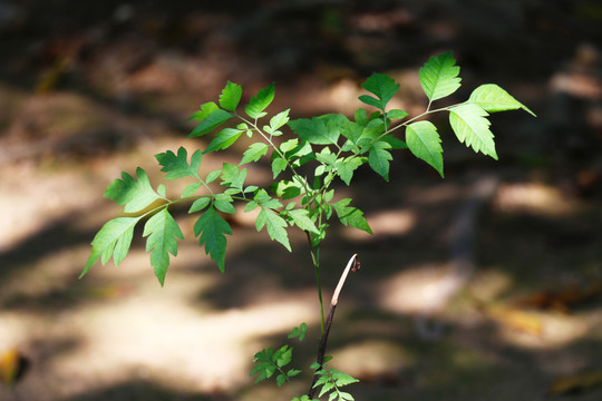 小草