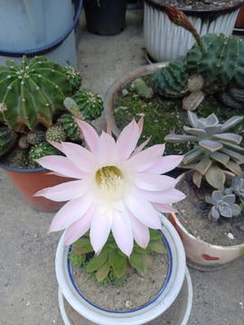 仙人球花
