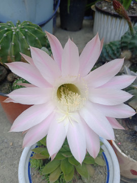 仙人球花
