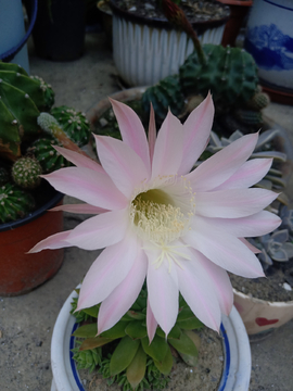 仙人球花