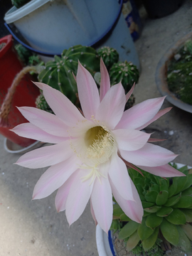 仙人球花