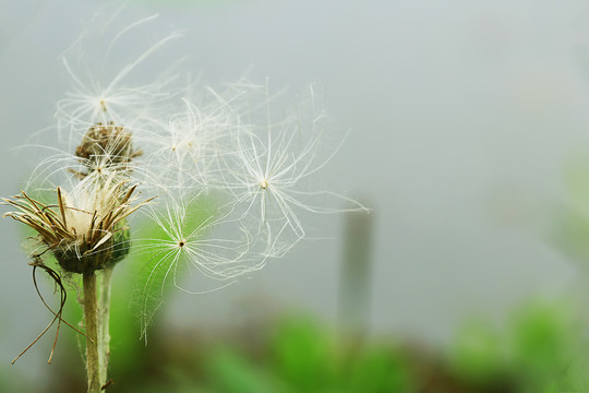 蒲公英降落伞