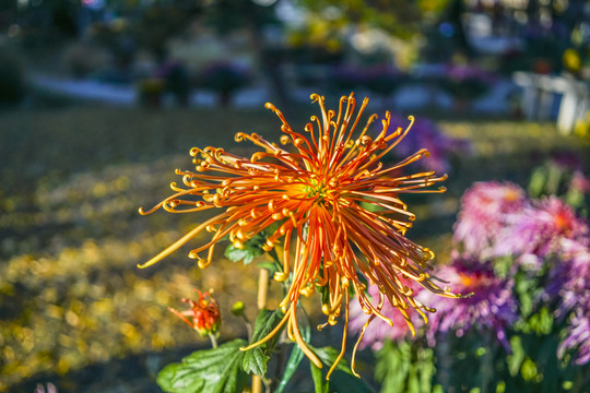 菊花高清大图