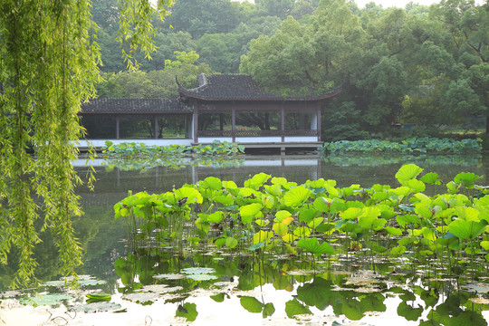 曲院风荷景区