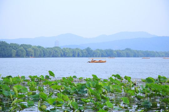 曲院风荷景区