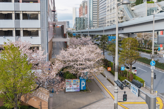 日本东京城市樱花