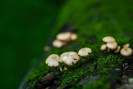 树枝青苔蘑菇微距特写