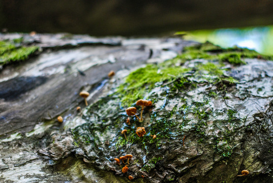 树枝青苔蘑菇微距特写