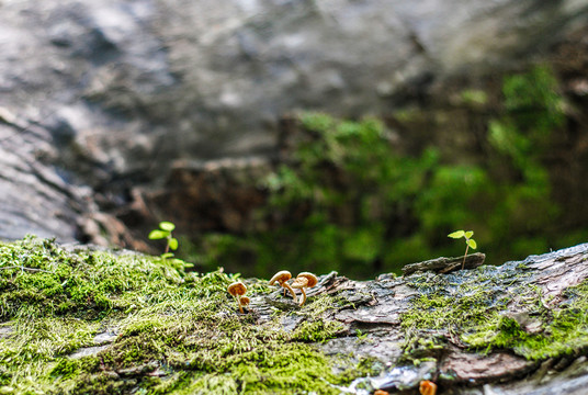 树干上的菌菇