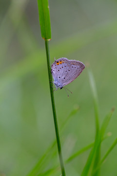 小飞蛾