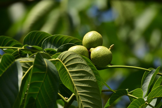 青核桃