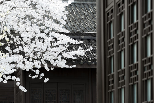 樱花与中式建筑