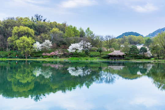 杭州西湖乌龟潭春景樱花