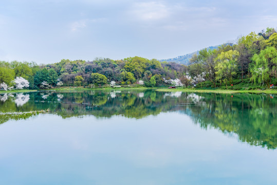 杭州西湖乌龟潭自然风光樱花