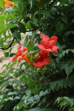 花卉