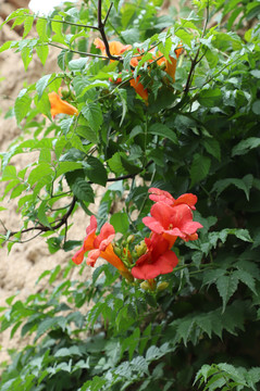 花卉