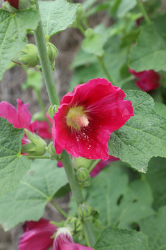 花