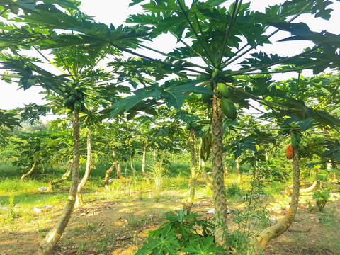 木瓜树种植基地