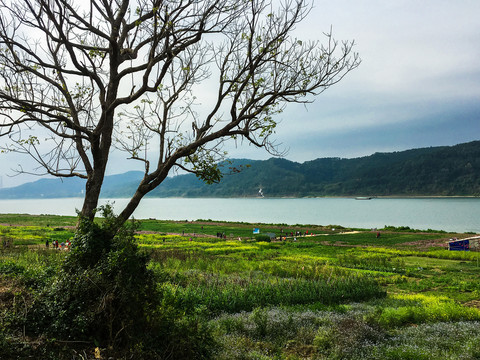 西江河畔的油菜花海