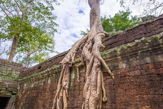 吴哥巨型树根