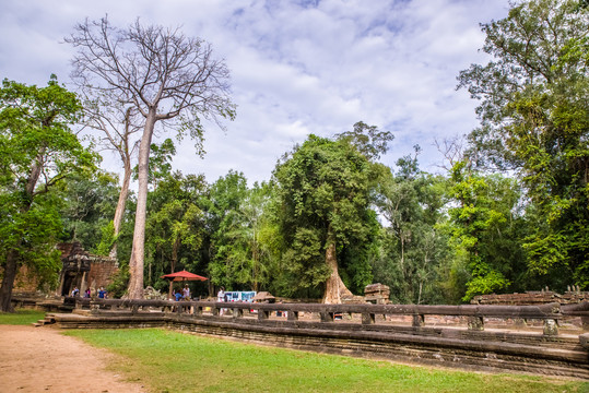 柬埔寨丛林