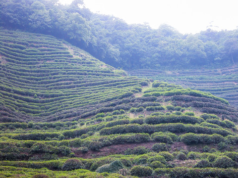 龙井茶山