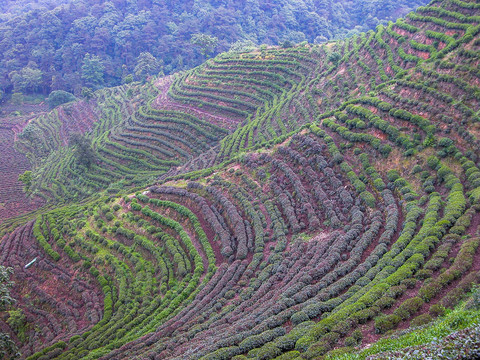 龙井茶山