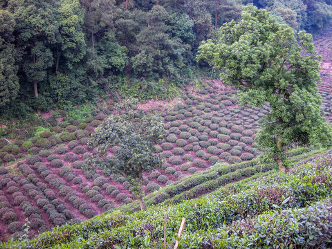 龙井茶山