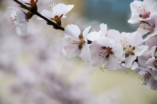 桃林春花