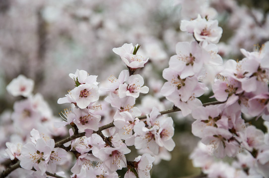 山林桃花开