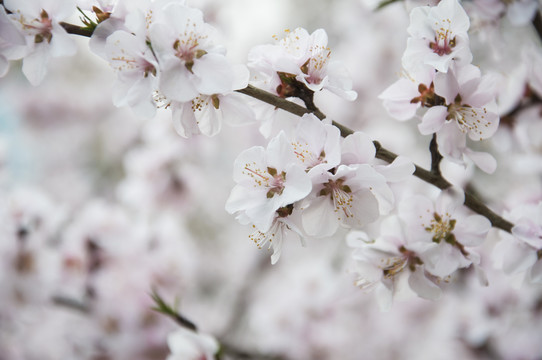 山桃花素材