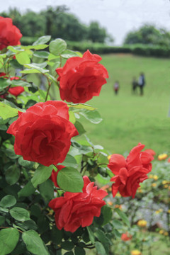 园林景观玫瑰