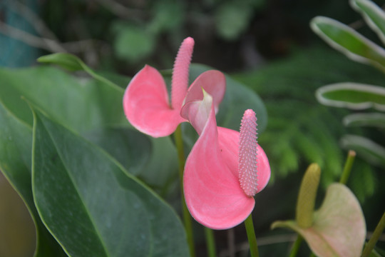 粉掌花