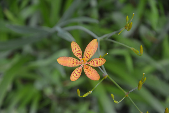 射干花