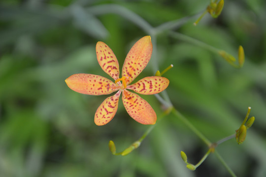 射干花