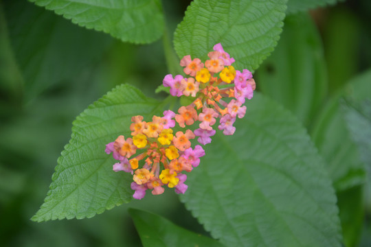 一朵红花