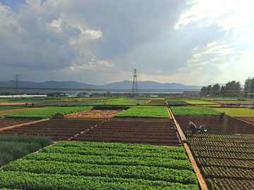 农田菜地