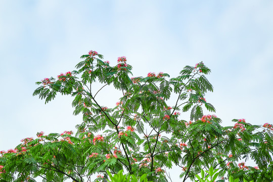 合欢花树