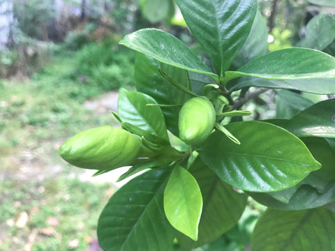 栀子花花苞