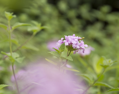 薄荷花