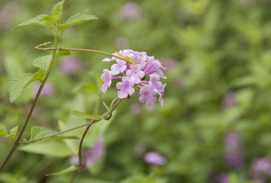 薄荷花2