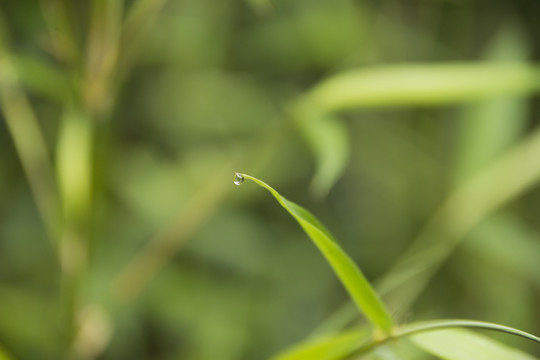 水珠