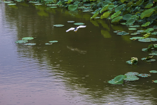 荷塘水鸟