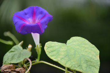 牵牛花