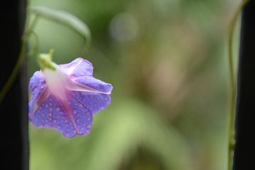 牵牛花