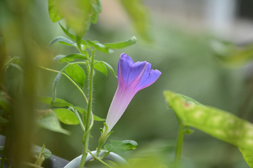 牵牛花