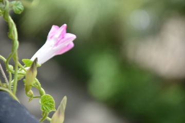 牵牛花