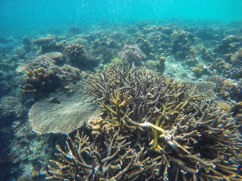 海底的珊瑚礁