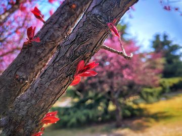 花草树木