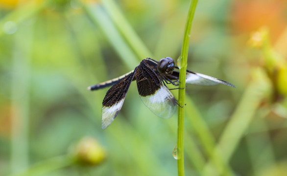 蜻蜓